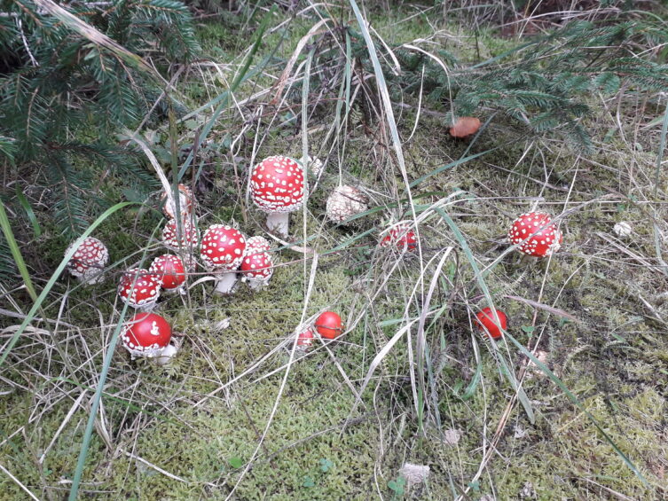Mesegomba