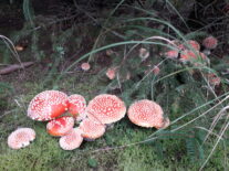 Mesegomba