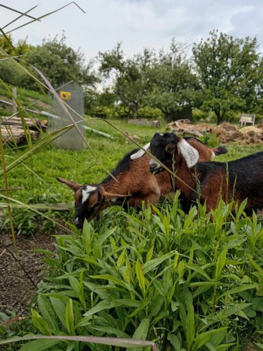 Gödölye a Nomád bárban - 2025-05-17 20:37 - Martincsák Kata