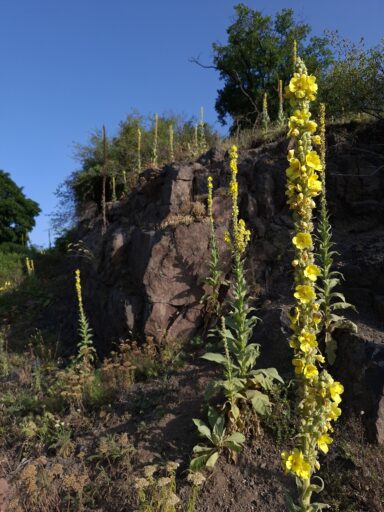 Ösvények, csapások - 2025-11-01 20:51 - Anna Bobály