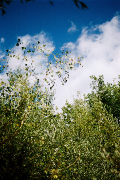 Fák - 2025-11-20 10:15 - Forgách Anna