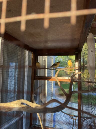 Kanárik - 2025-11-20 13:59 - Martincsák Anna