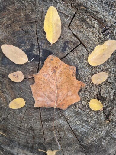 Erdei iskola - 2025-11-26 13:32 -  Nora