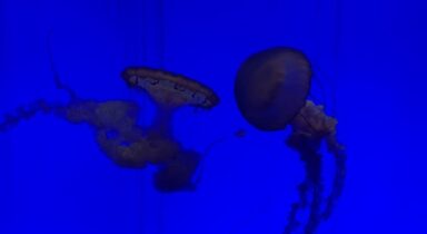 Medúzák - 2025-12-03 08:41 - Dombai Lilla