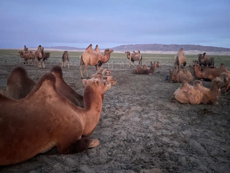 Bolyongás a Góbiban