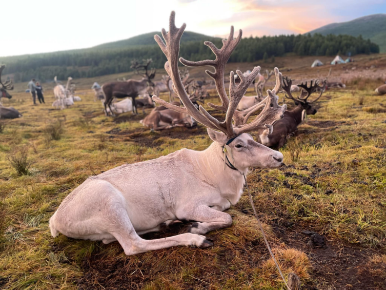 Látogatás a Dukha törzsnél