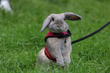 Tapsifüles Amira a szabadban - 2026-01-13 21:44 - Nagy Petra