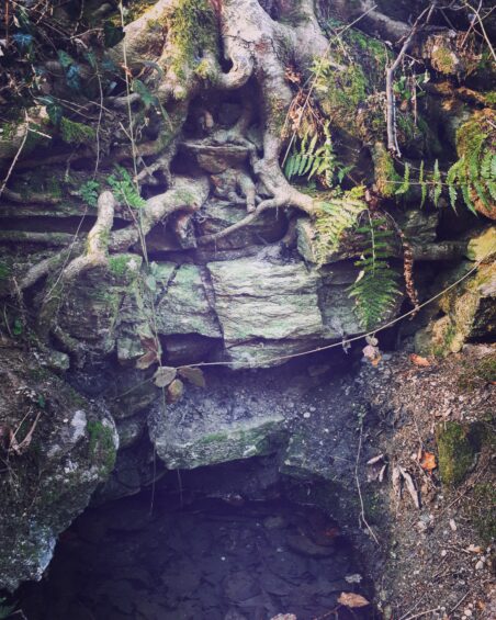 "Szalamandra-forrás"