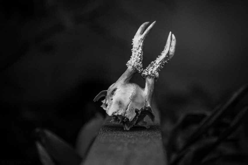 Őz, mint életszimbólum