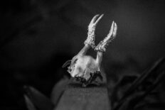 Őz, mint életszimbólum