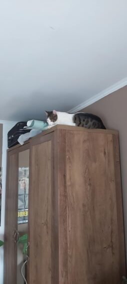 Családom legelevenebb macskája