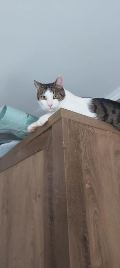 Családom legelevenebb macskája - 2026-01-26 18:32 - Fülöp Richárd