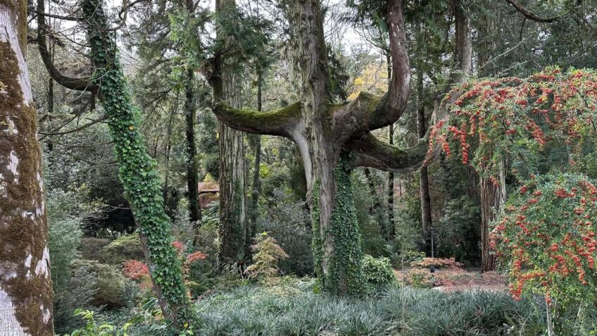 Liszabon Szentendréje