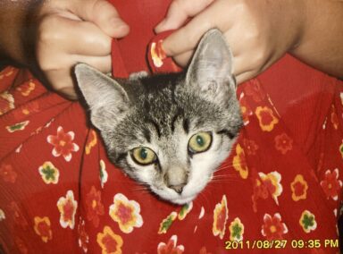 Macskáztatás - 2026-02-19 17:15 - Fábián Luca