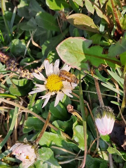 A budai méhek pesti virágokra szállnak