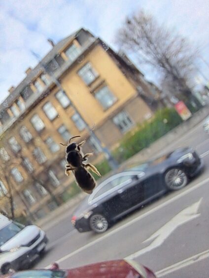 A budai méhek pesti virágokra szállnak