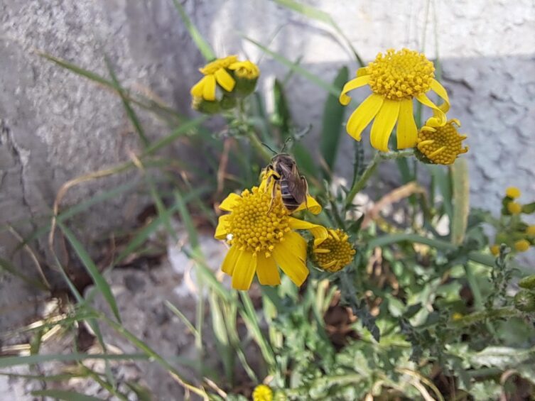 A budai méhek pesti virágokra szállnak